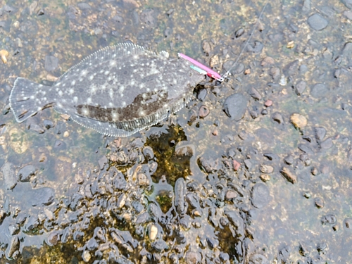 ソゲの釣果