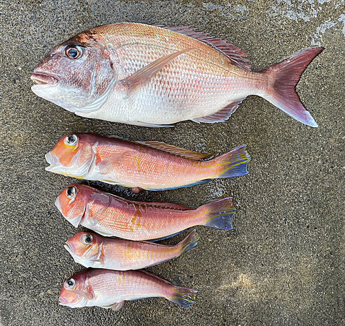 マダイの釣果