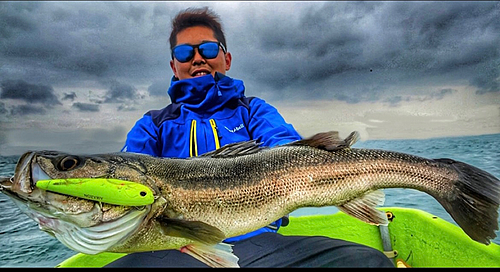 シーバスの釣果