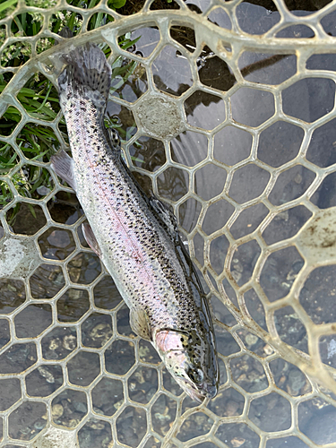 ニジマスの釣果