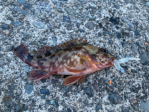 カサゴの釣果