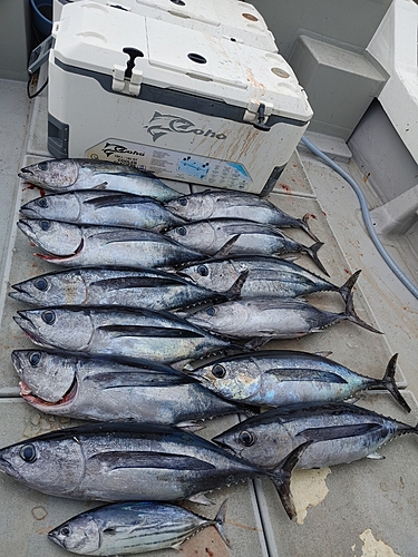 ビンチョウマグロの釣果