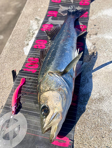 シーバスの釣果