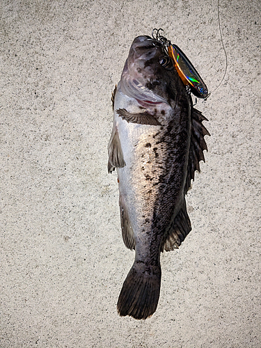 クロソイの釣果