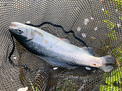 サクラマスの釣果