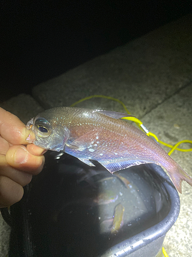 ハタンポの釣果