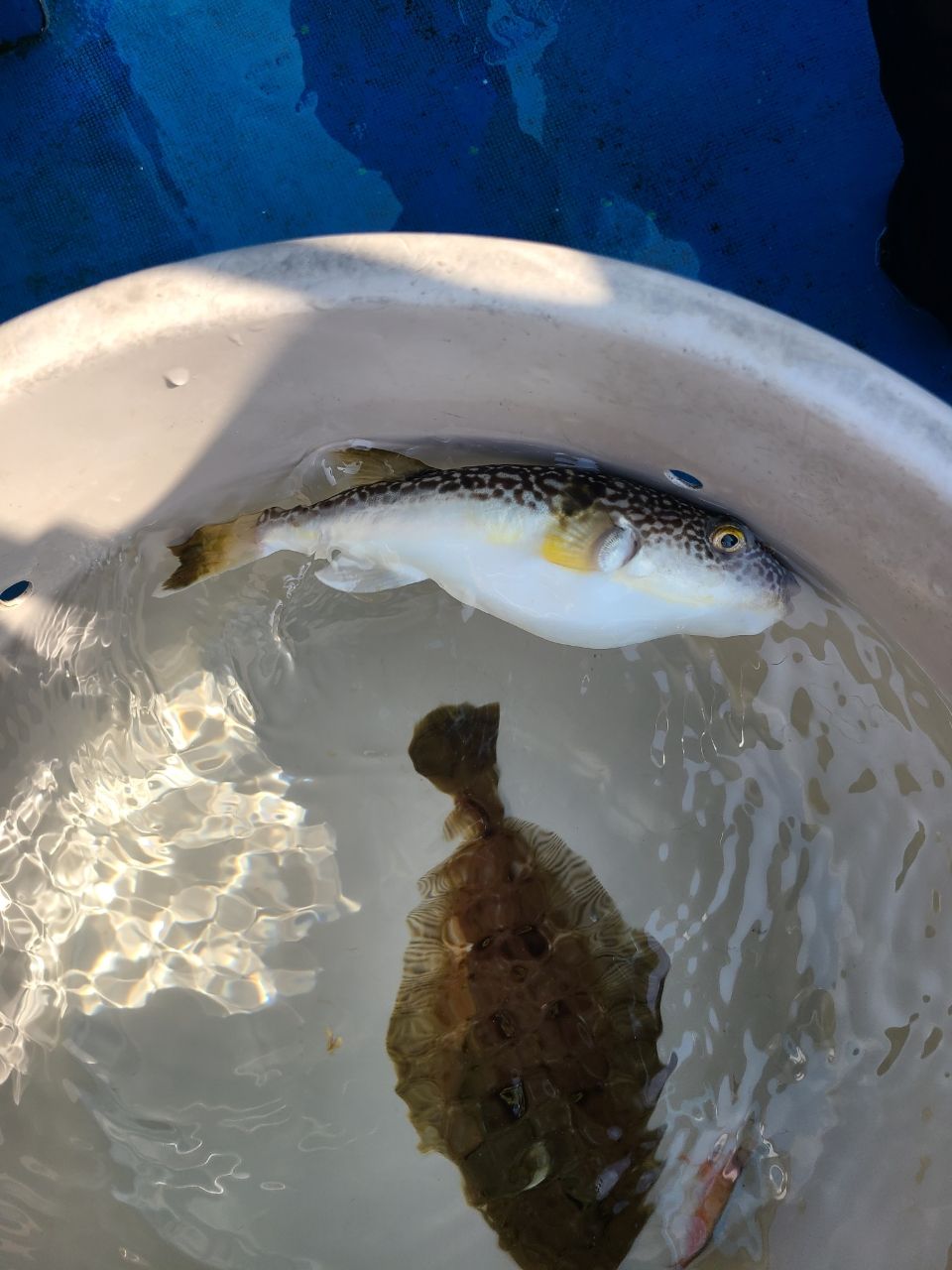 ショウサイフグ