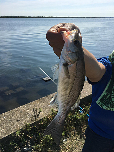 スズキの釣果