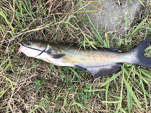 アメリカナマズの釣果