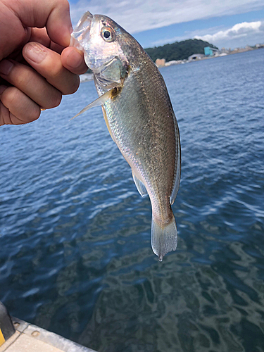 イシモチの釣果