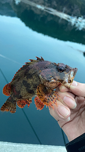 ドンコの釣果