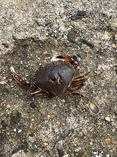 カニの釣果