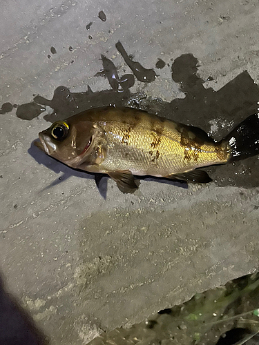 クロメバルの釣果