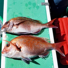 マダイの釣果