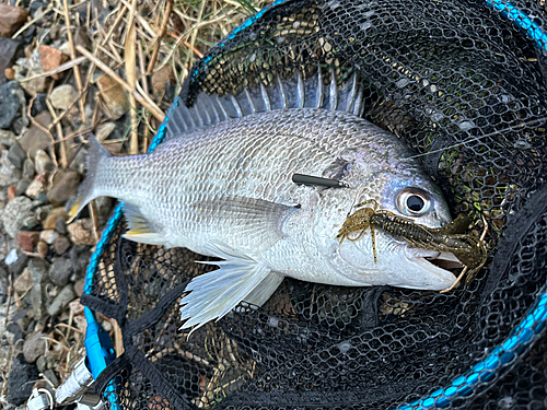 キビレの釣果