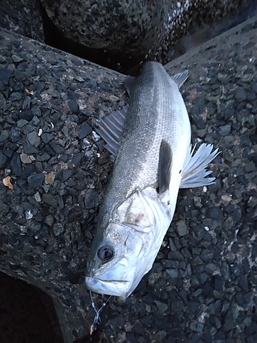 セイゴ（マルスズキ）の釣果