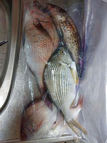 マダイの釣果