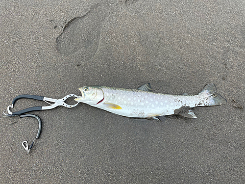 アメマスの釣果