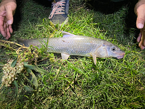 ニゴイの釣果