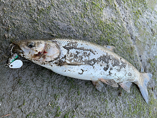 ウグイの釣果