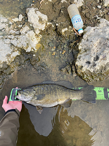 スモールマウスバスの釣果