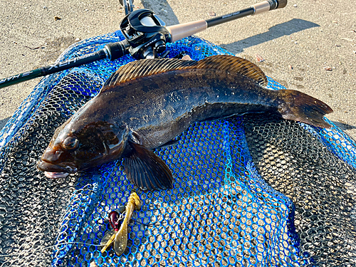 アイナメの釣果