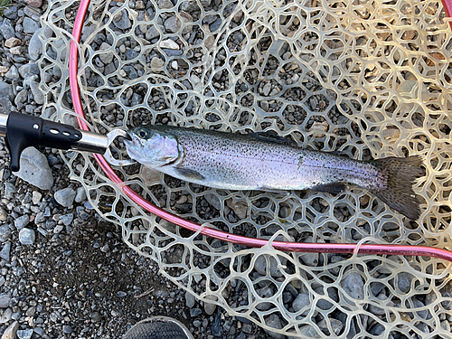 トラウトの釣果