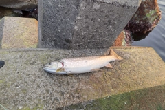 アメマスの釣果