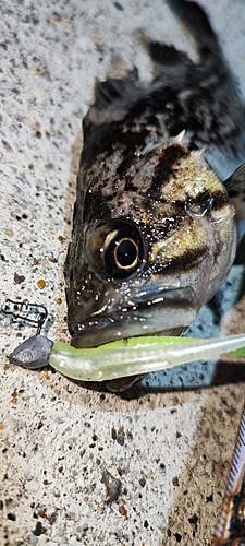 クロソイの釣果