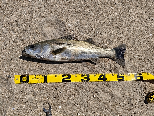 フッコ（マルスズキ）の釣果