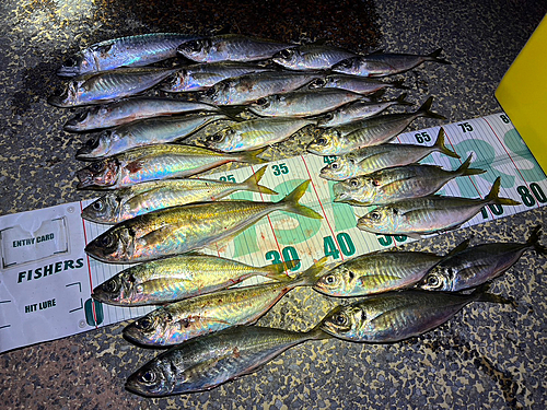 アジの釣果