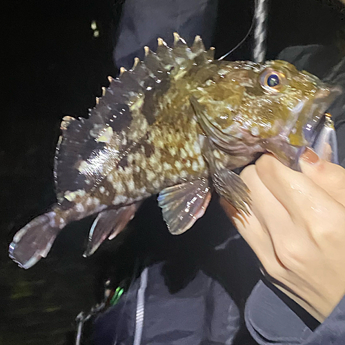 カサゴの釣果