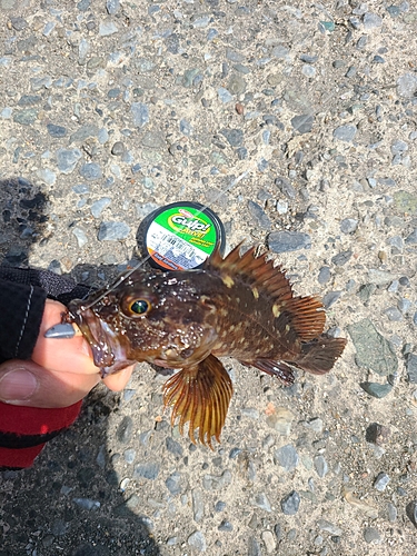 カサゴの釣果