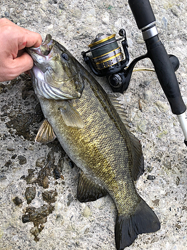 スモールマウスバスの釣果