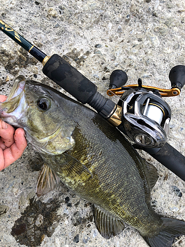 スモールマウスバスの釣果