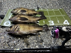 クロメバルの釣果