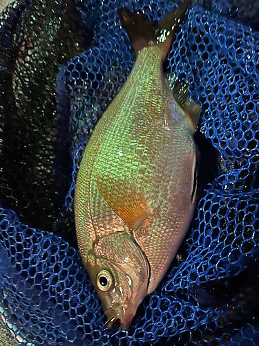 ウミタナゴの釣果