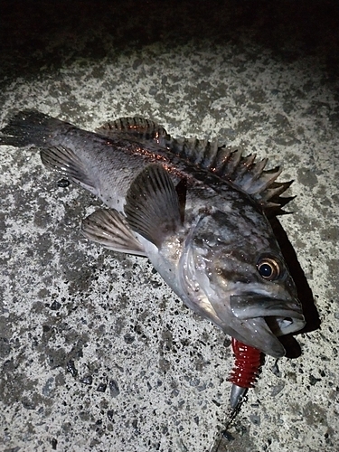 クロソイの釣果