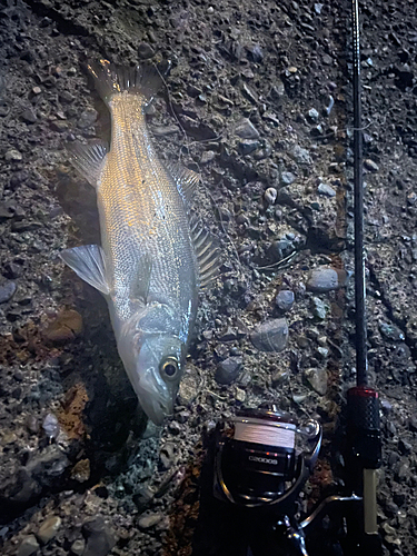 セイゴ（マルスズキ）の釣果