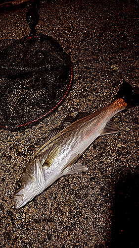 セイゴ（マルスズキ）の釣果