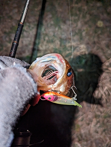 ブラックバスの釣果