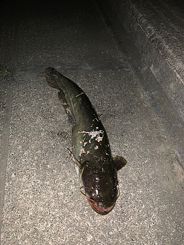 マナマズの釣果