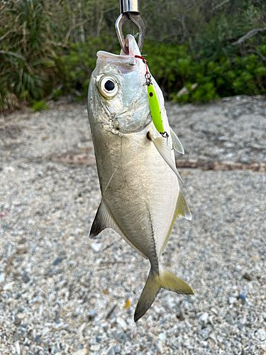 メッキの釣果