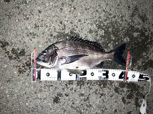 クロダイの釣果