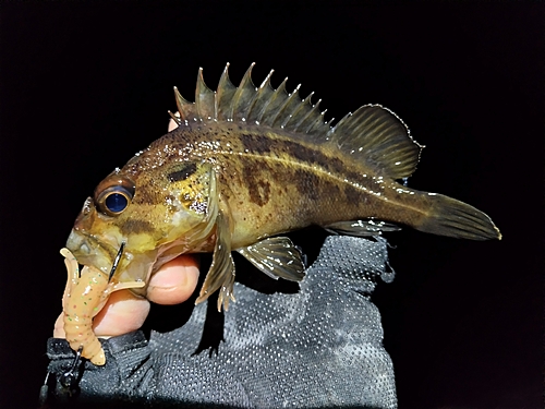 シマソイの釣果