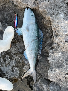 アオチビキの釣果