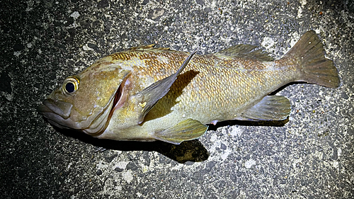 エゾメバルの釣果