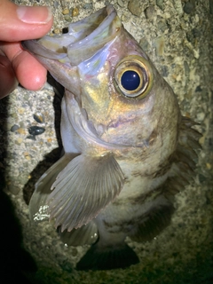 シロメバルの釣果