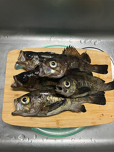 メバルの釣果