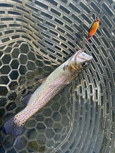 ニジマスの釣果